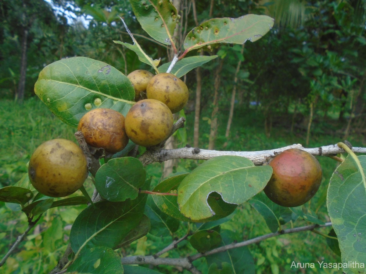 Diospyros melanoxylon Roxb.